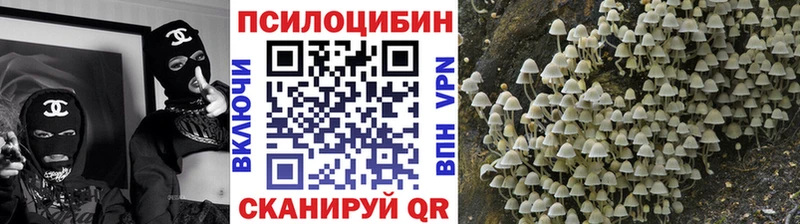 ссылка на мегу   Сураж  Псилоцибиновые грибы мицелий 