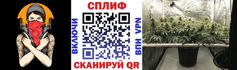 Канабис сатива  Сураж 
